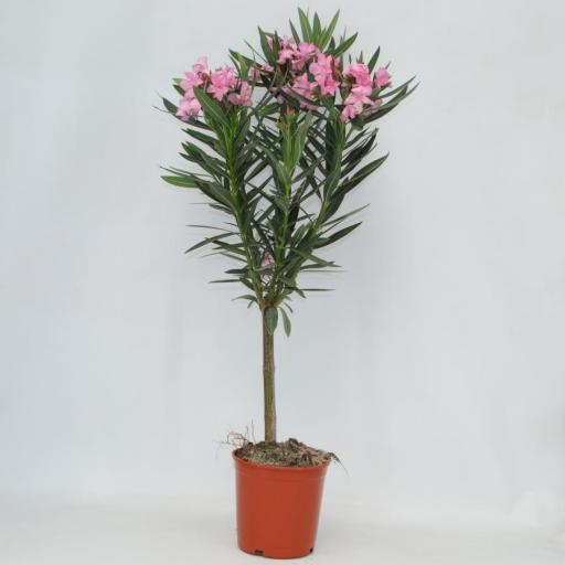 Nerium Oleander (Adelfa) rosa