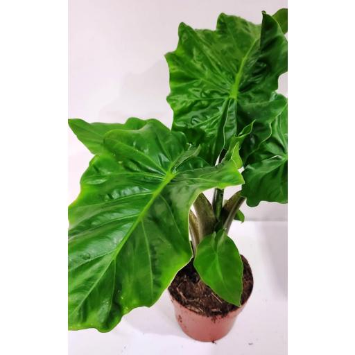 Alocasia low rider [1]