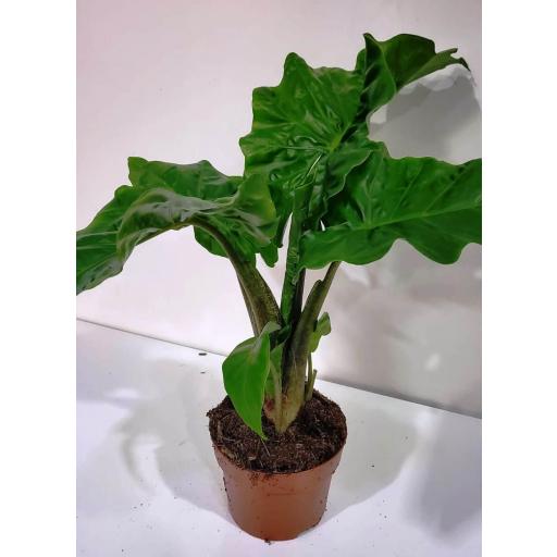 Alocasia low rider [2]