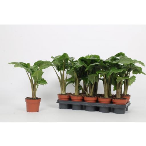 Alocasia low rider
