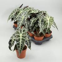 Alocasia polly