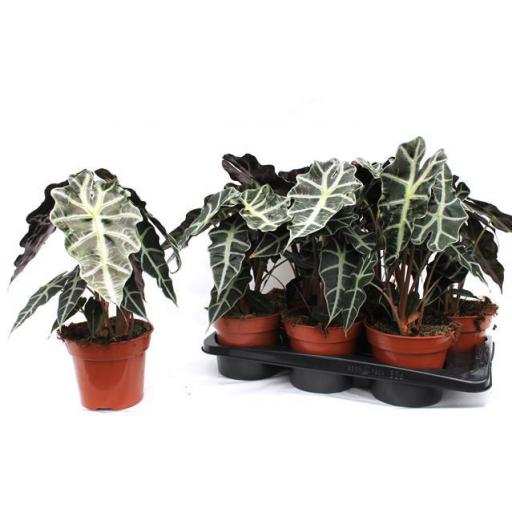 Alocasia polly 