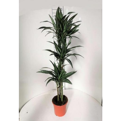 Dracaena Frag Derem 3 pies 100 cm