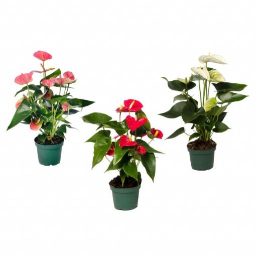 Anthurium surtido [0]