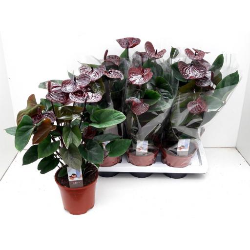 Anthurium chocolate