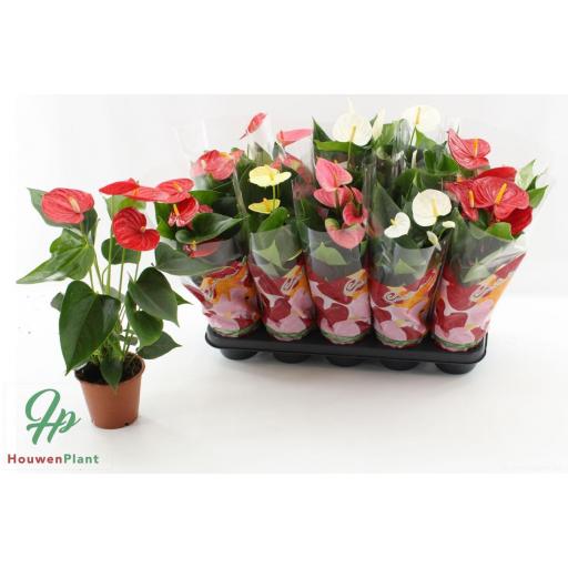 Anthurium 45 cm