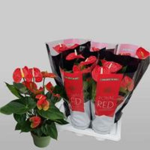 Anthurium rojo 60 cm [0]