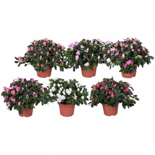 Azalea (Rhododendron) 