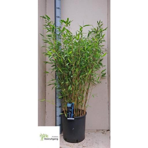 Planta bambú (Fargesia winter joy)