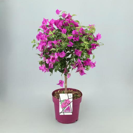 Buganvilla rosa copa [0]