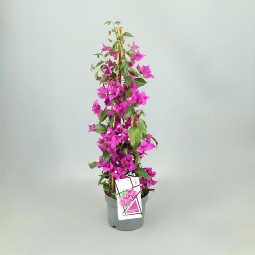 Buganvilla rosa 70 cm