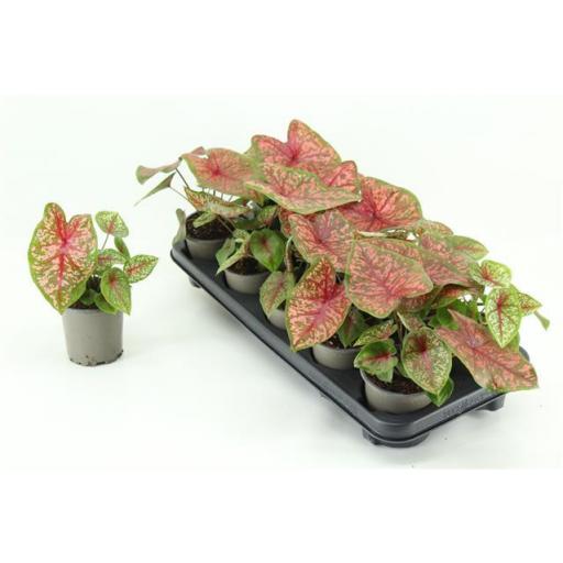 Caladium overig [0]