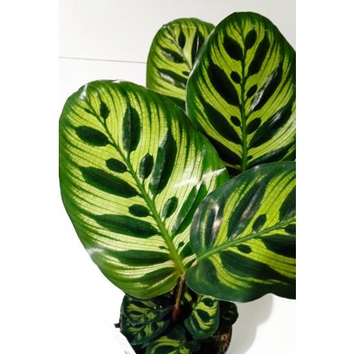 Calathea makoyana  [1]