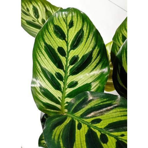 Calathea makoyana  [2]