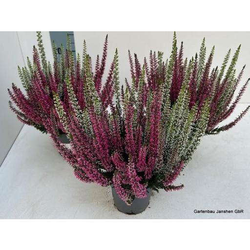 Calluna beaty lady blanca y rosa