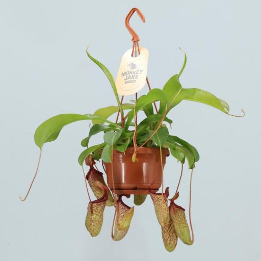  Planta Carnivora Nepentes Colgante [0]