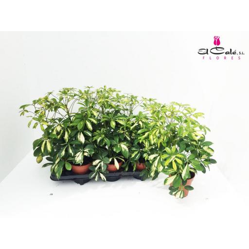 Cheflera 45 cm