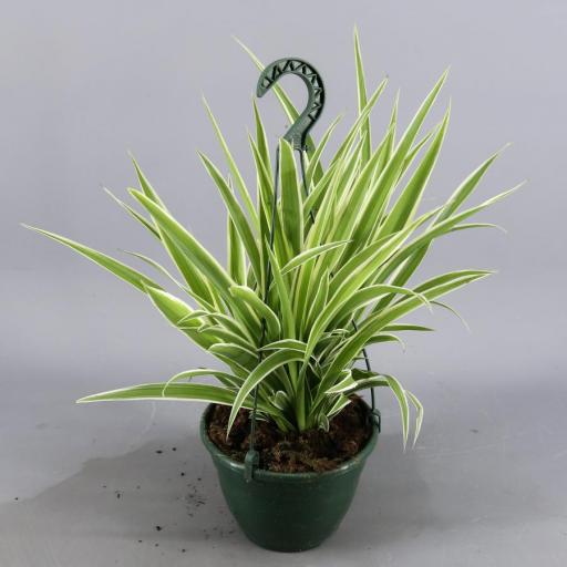  Planta Cinta Chlorophytum  [0]