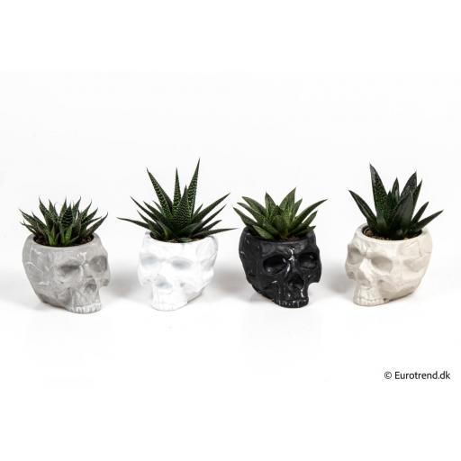 planta suculenta con macetero calavera [0]