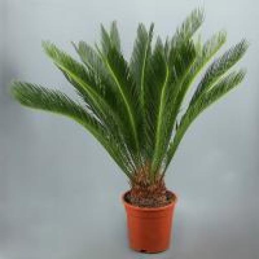 Cyca revoluta 60 cm