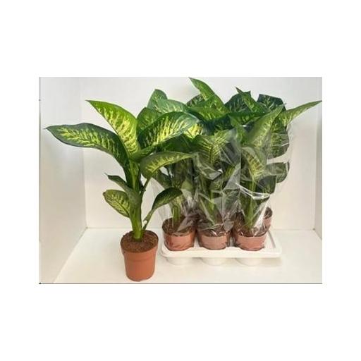 Dieffenbachia tropic snow