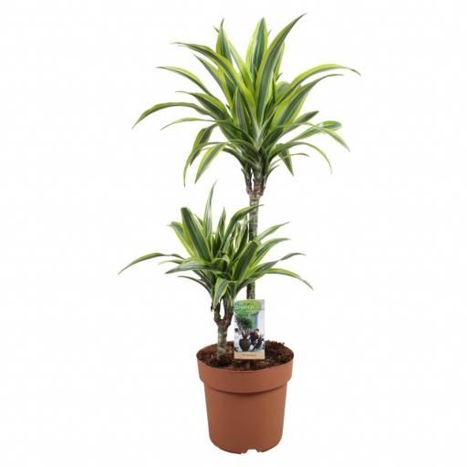 Dracaena lemon lime 2 pies 80 cm