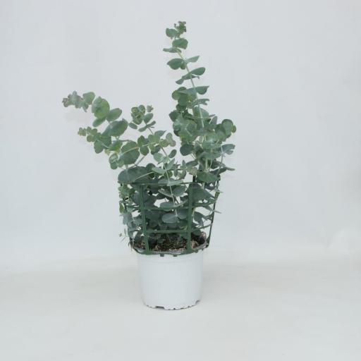  Planta eucaliptus cinerea
