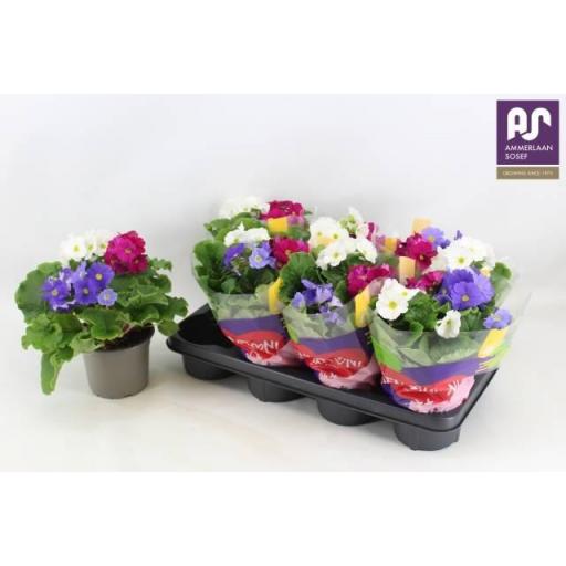 Primula Sweet Kisses Sensat [0]