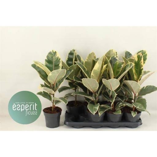 Ficus tineke 50 cm