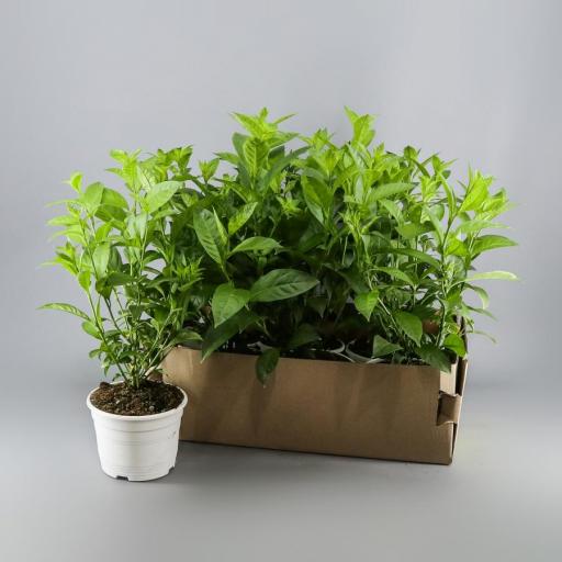 Planta aromática galan de noche [0]