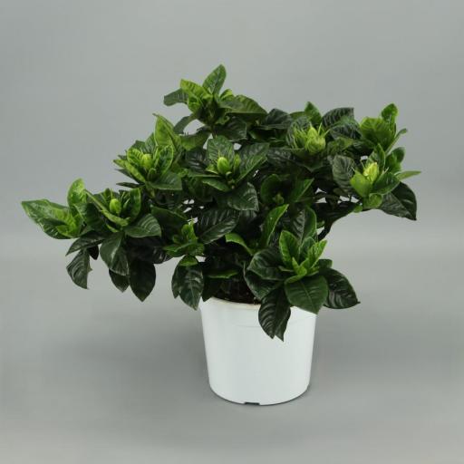 Gardenia jasminoide [0]