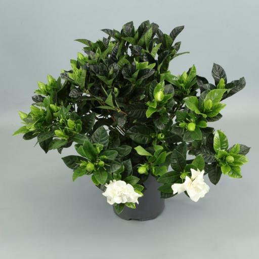 Gardenia jasminoide