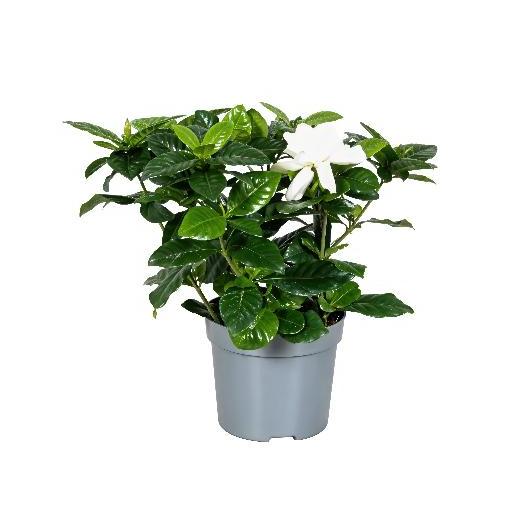 Gardenia jasminoide