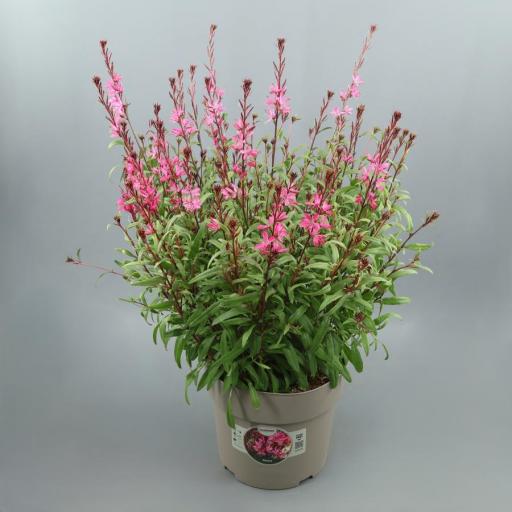 Gaura Lindheimeri