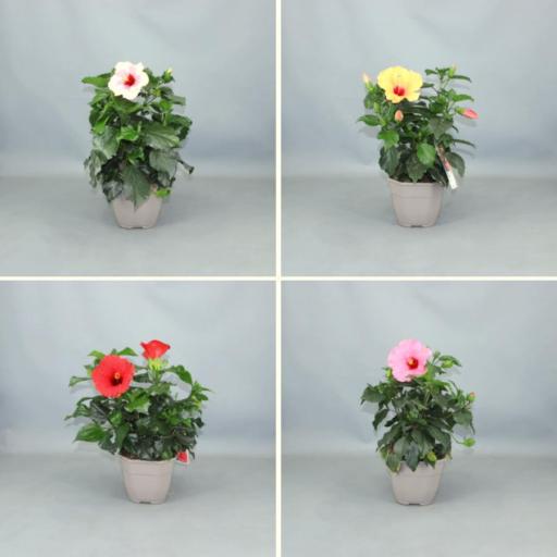 Hibiscus 