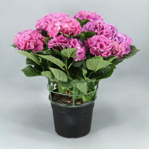 Hortensia rosa