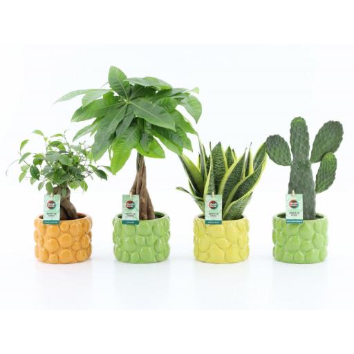 Planta surtida con macetero stone