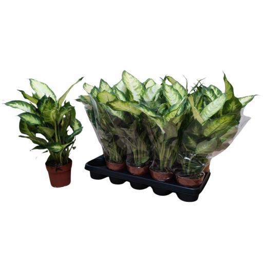 Dieffenbachia camillac