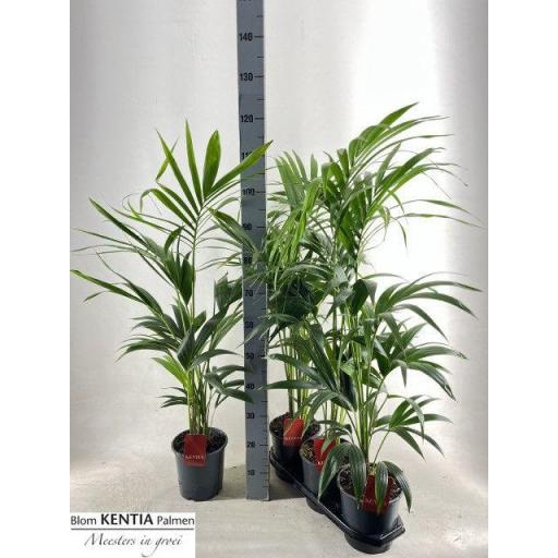 Palmera kentia howea 110 cm [0]