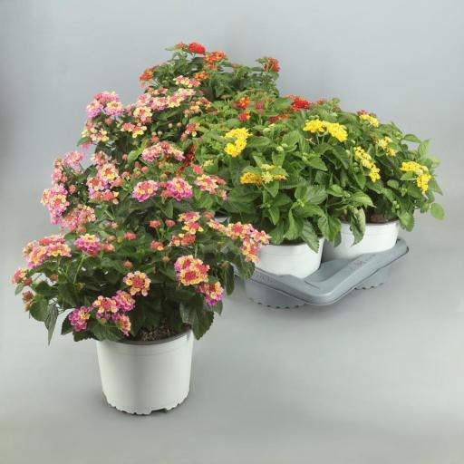  Planta Lantana