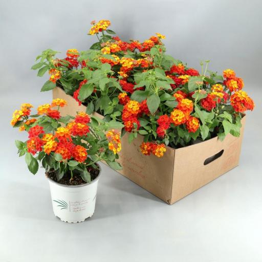  Planta Lantana