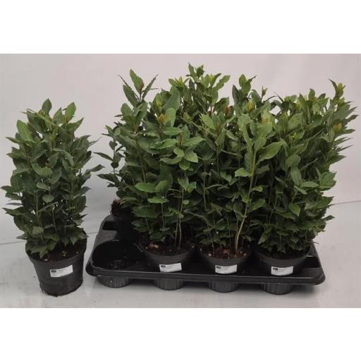 Laurel (laurus nobelis) 