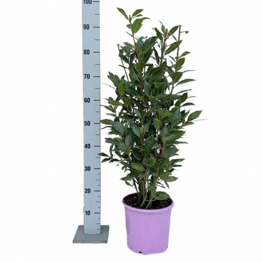 Laurel (laurus nobelis) 90 cm [0]