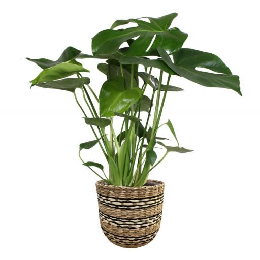 Monstera deliciosa (costilla de Adán)  70 cm  con macetero fibra [0]