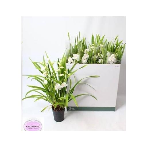 Orquidea cymbidium blanco 4T