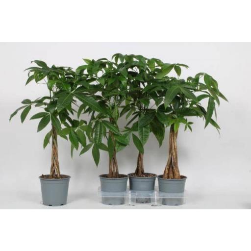 Pachira Acuática 80 cm