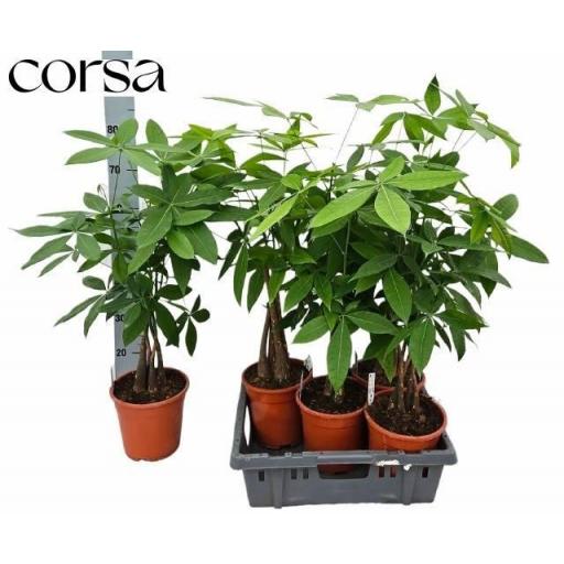 Pachira 60 cm