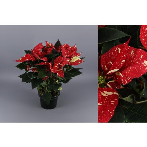 Ponsettia  (Flor de pascua) roja glitter