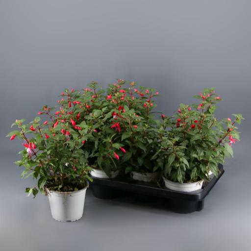 Pendientes de la Reina (Fuchsia)  [0]