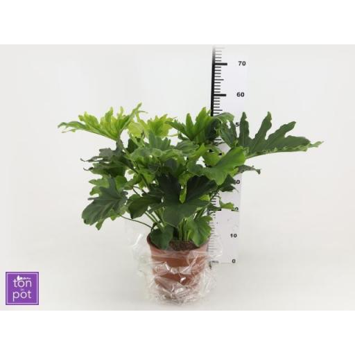  Philodendron Selloum [0]